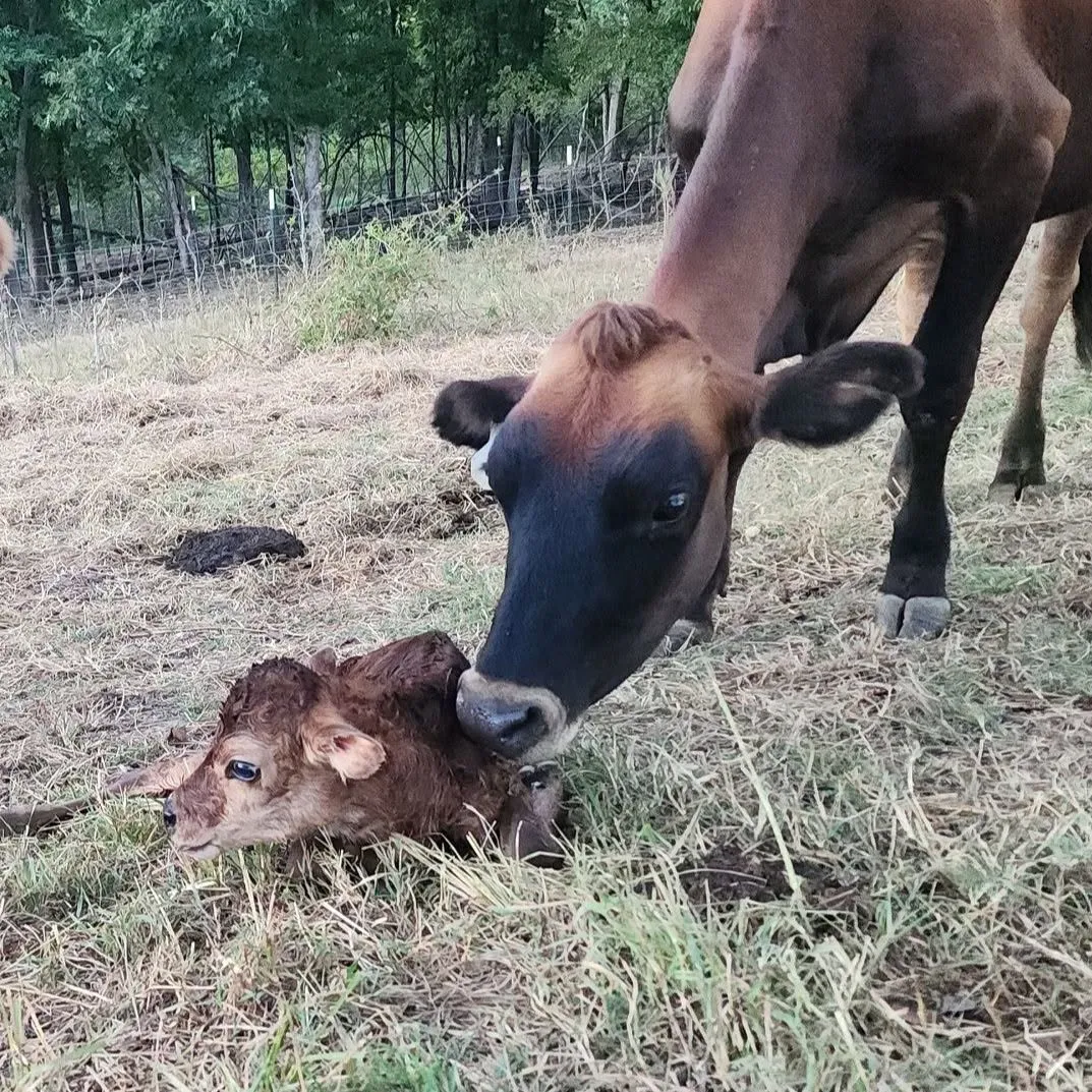 A Miller Family Dairy cow with her newborn calf in the pasture