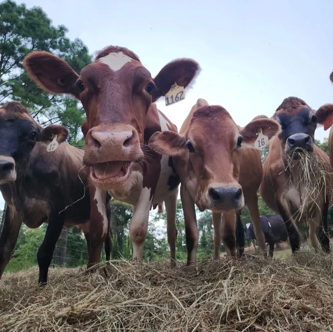 Curious Miller Family Dairy cows looking into the camera