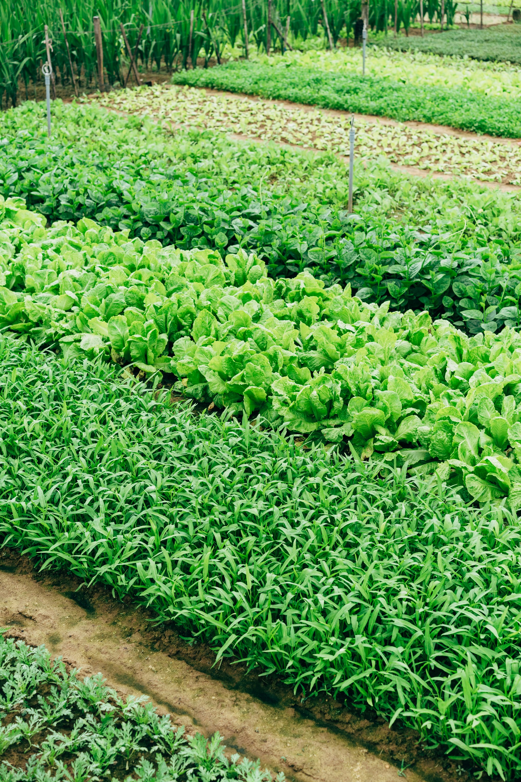 Rows of fresh lettuce and greens growing on a local farm