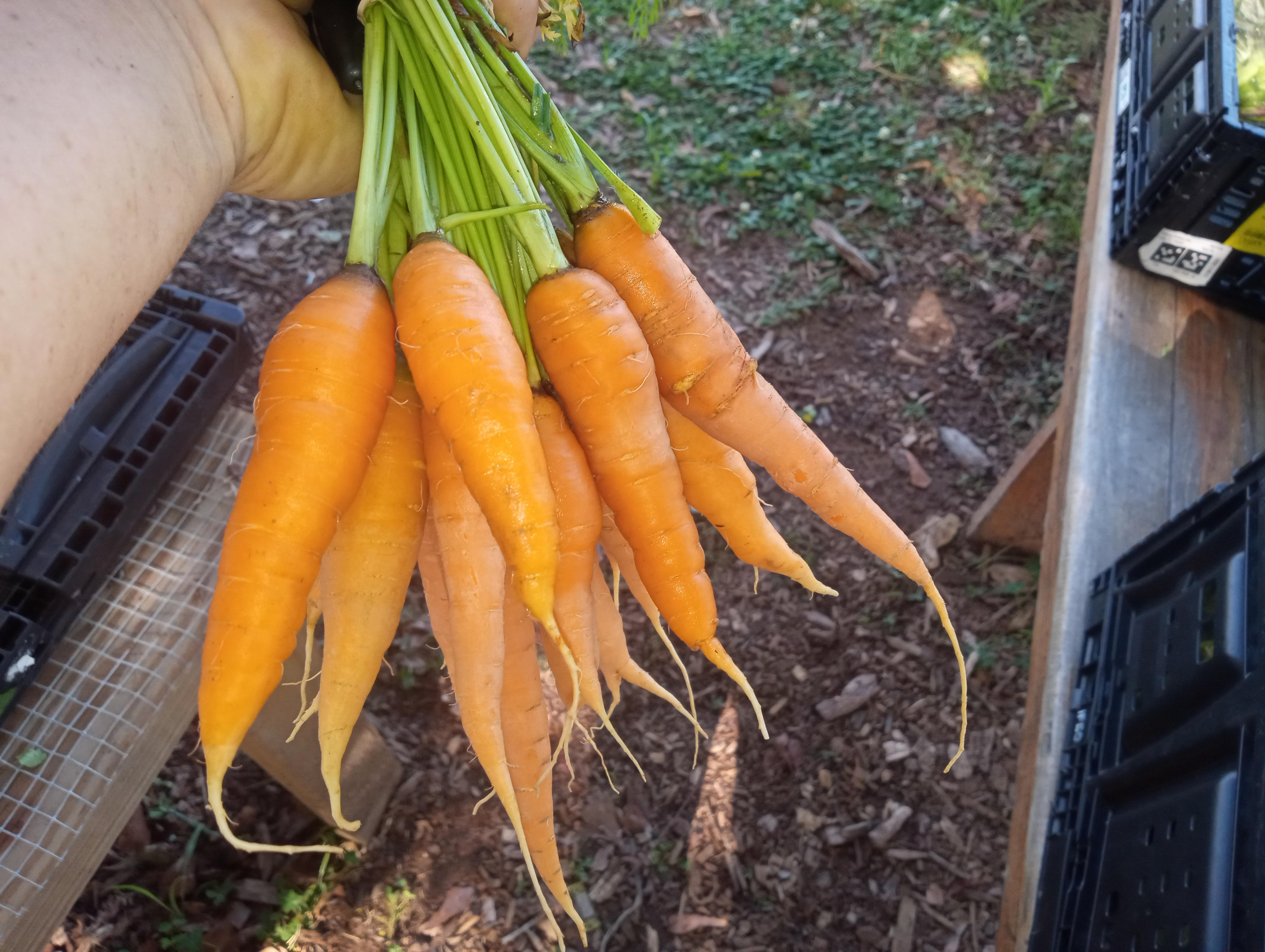 Fresh carrots